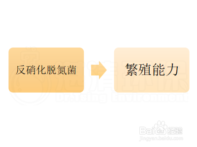 反硝化高效脱氮菌怎么辨别其性能的优良