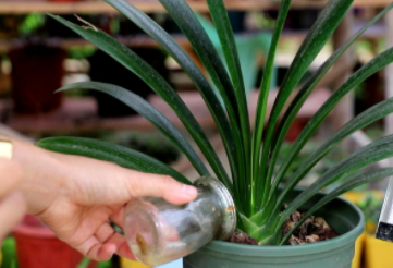 君子兰新叶皱怎么处理