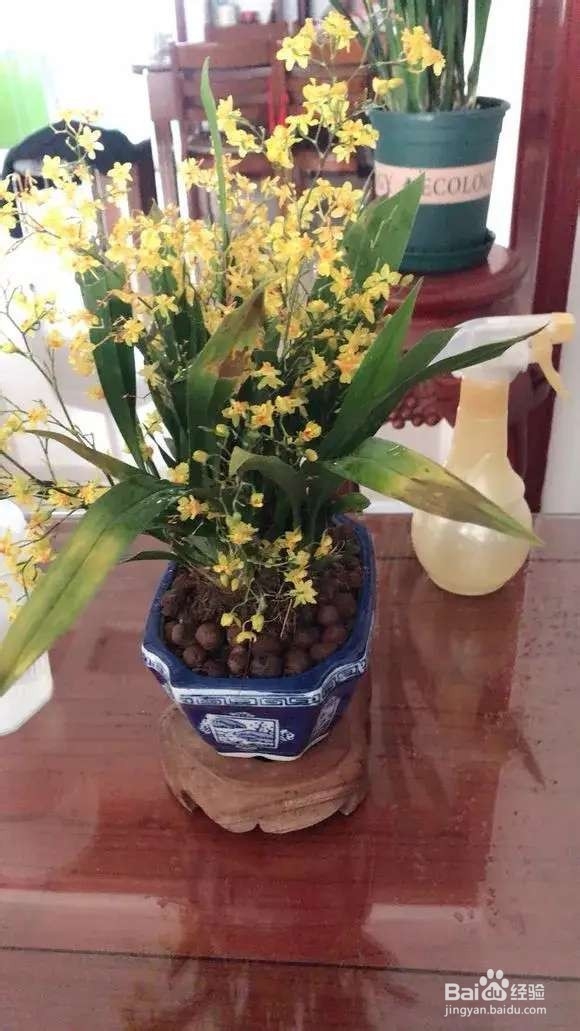 春节4种“兰花”放家里，花开芬芳比香水好闻