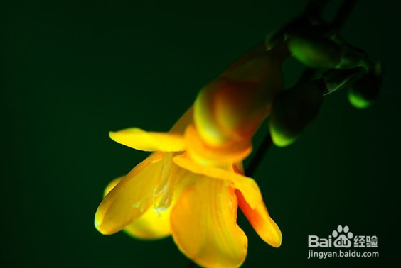 如何养殖香雪兰