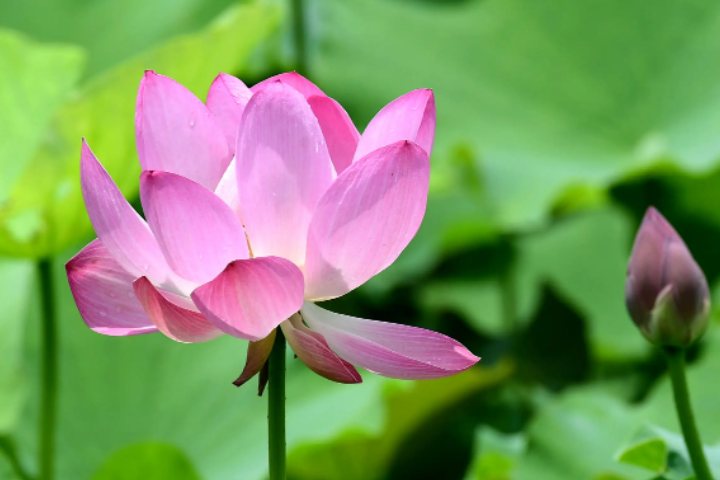 赞美荷花的诗句