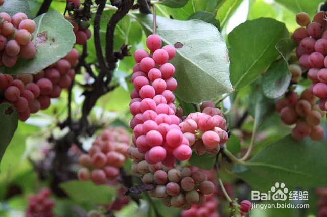 种植五味子的栽培管理要点