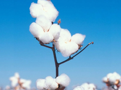 1.5米的被子用几斤棉花