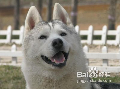 被狗咬伤了该怎么办