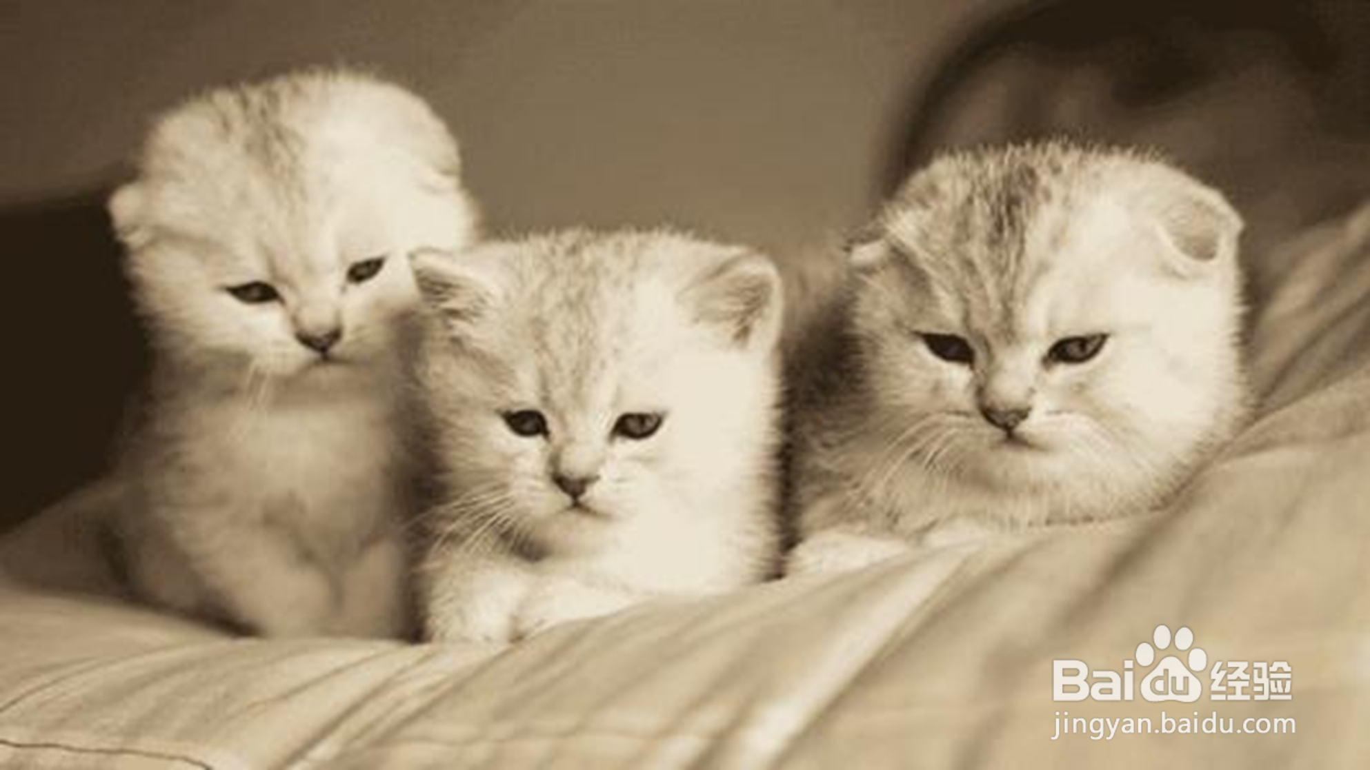 猫为什么会打呼噜?