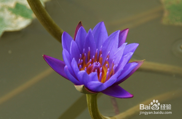 如何拍摄花才好看