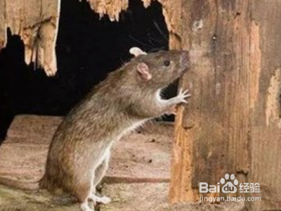 家里进了老鼠怎么除根