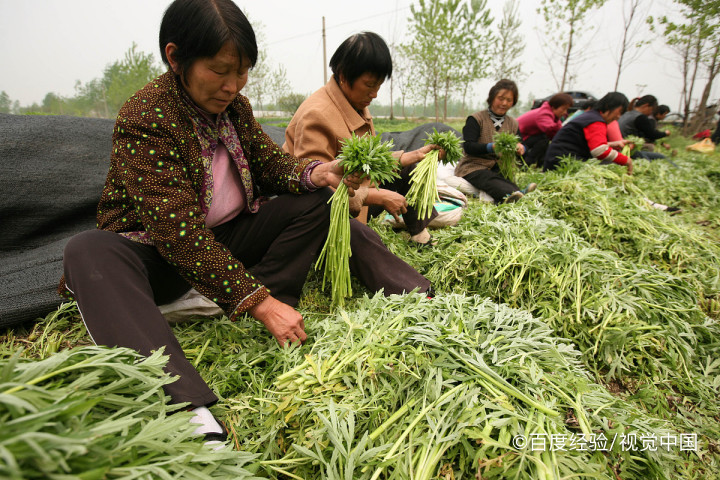 婴幼儿能吃芦蒿吗
