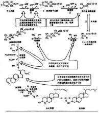洋葱葡萄酒的制作工艺与神奇功效