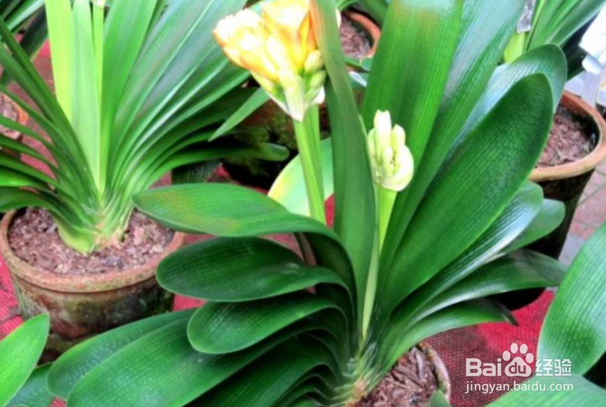 君子兰冬天怎么养才能安全过冬