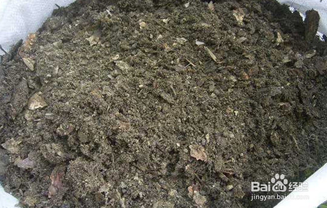 花毛茛种球种植方法