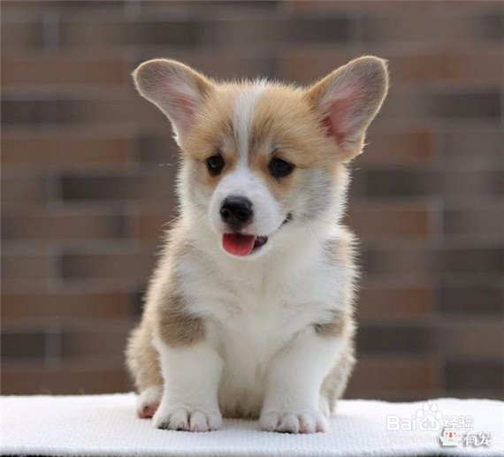 为什么要给狗狗洗澡?