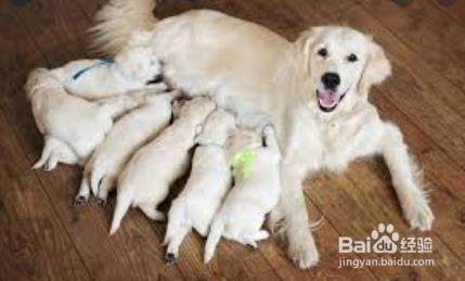 狗狗下崽后怎么照顾