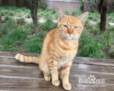 怎么让猫知道自己的名字