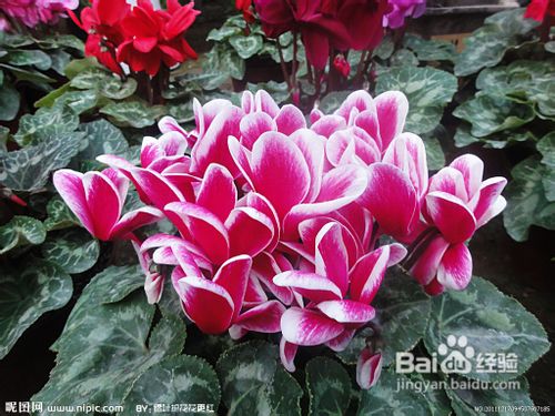 仙客来的施肥要点