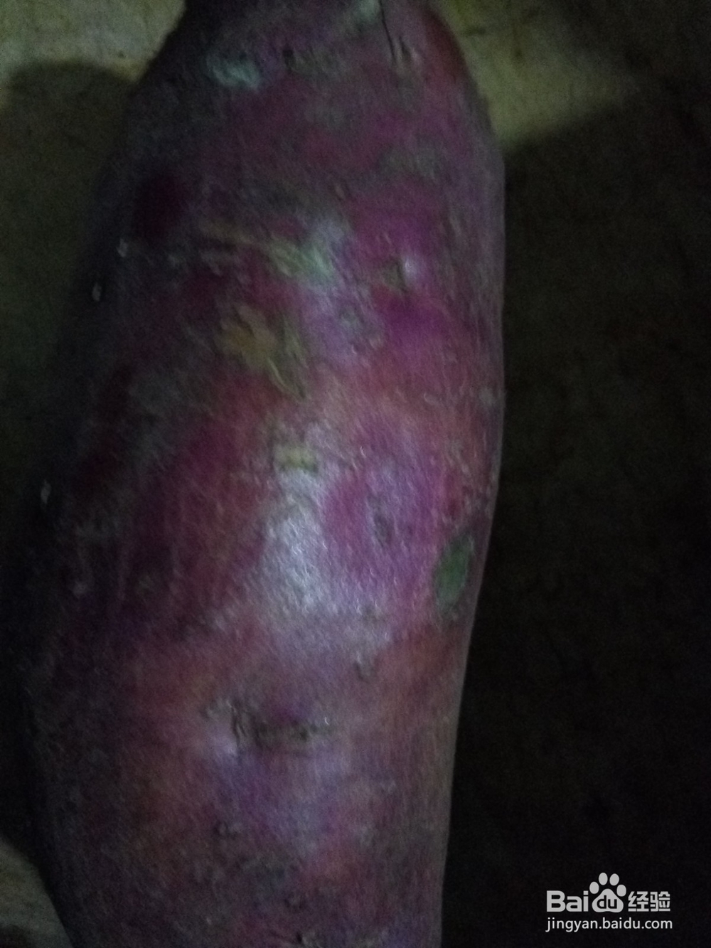 红薯枸杞两参粥