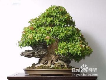 三角枫盆景怎么上盆