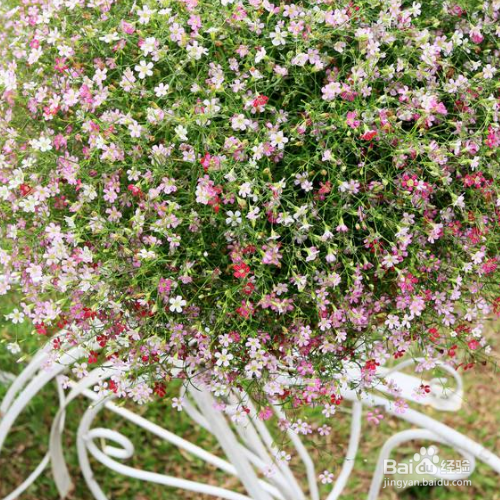 丝石竹的培育方法和注意事项