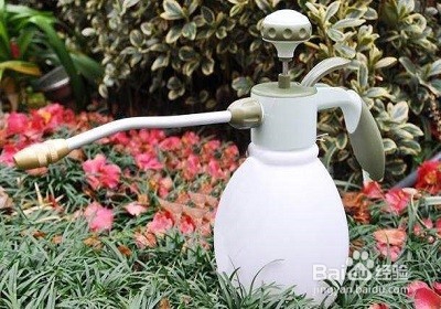 教你几个靠谱的妙招，如何纠正长歪了的君子兰？