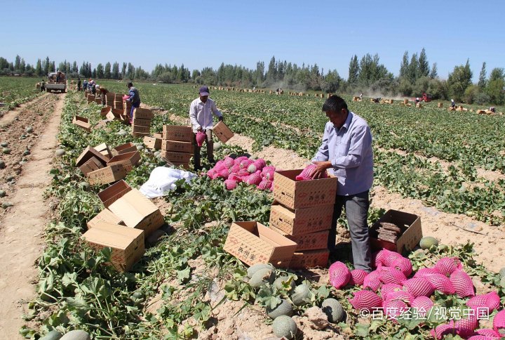 孕期、坐月子能吃香瓜吗