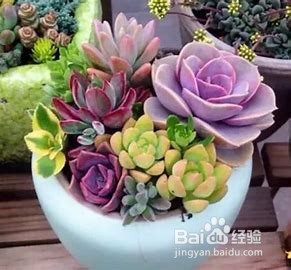 养多肉植物的注意事项有哪些