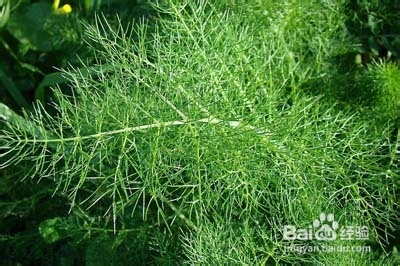 我的养生经验杂谈：[6]各类蔬菜的营养价值