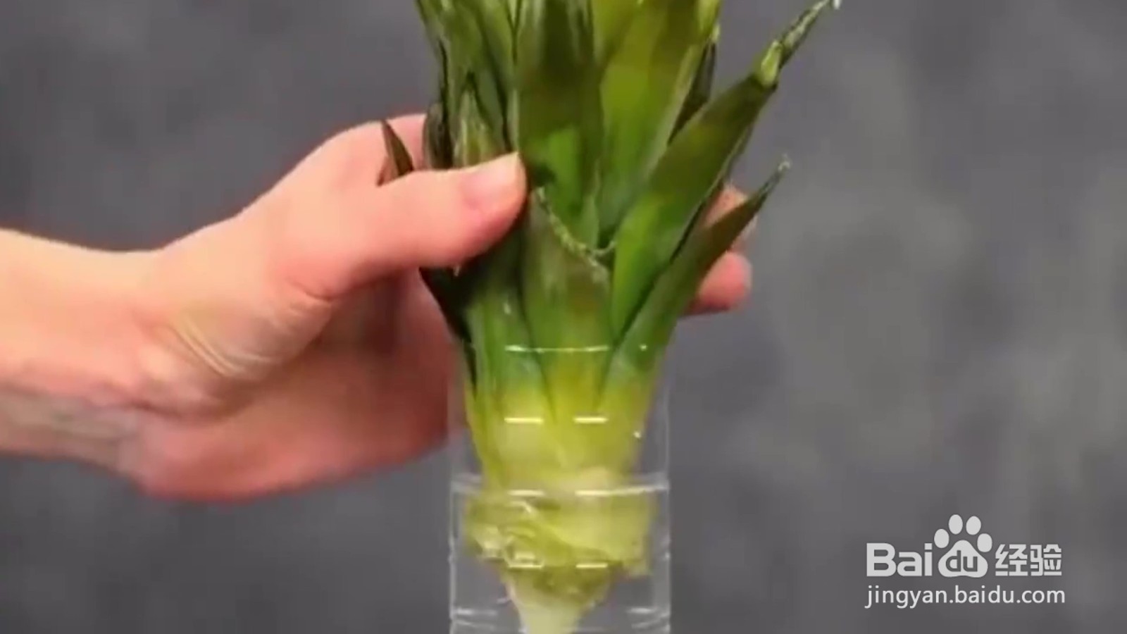 教你种植小妙招