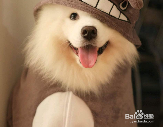 狗尿味一天会消散吗？