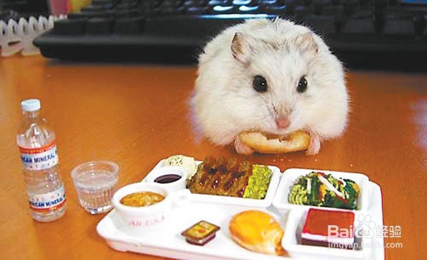 仓鼠怎么养！道听途说可不行，