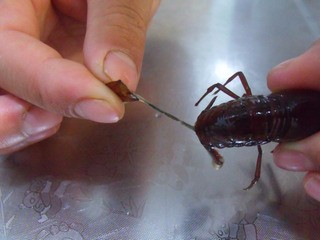 香辣小龙虾制作方法