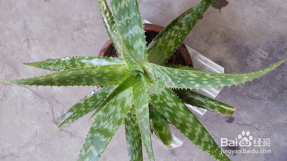 种植芦荟以及芦荟的日常使用和美容保健方法