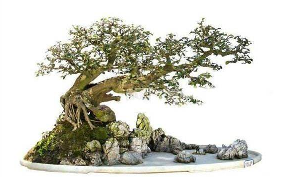 形容盆景的古诗词