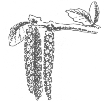 春天杨树掉的穗是什么东西