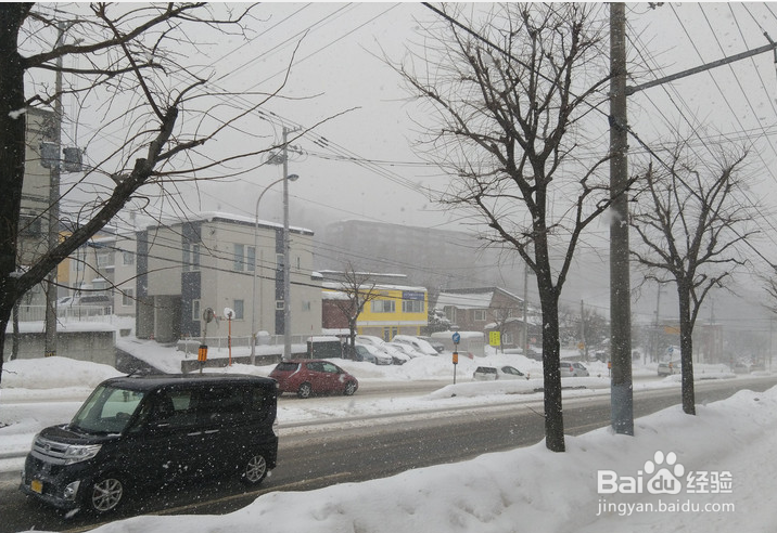 一条性价比爆棚的万元以下日本北海道观雪路线