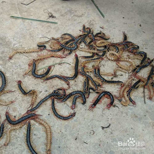 花盆里有蜈蚣怎么去除