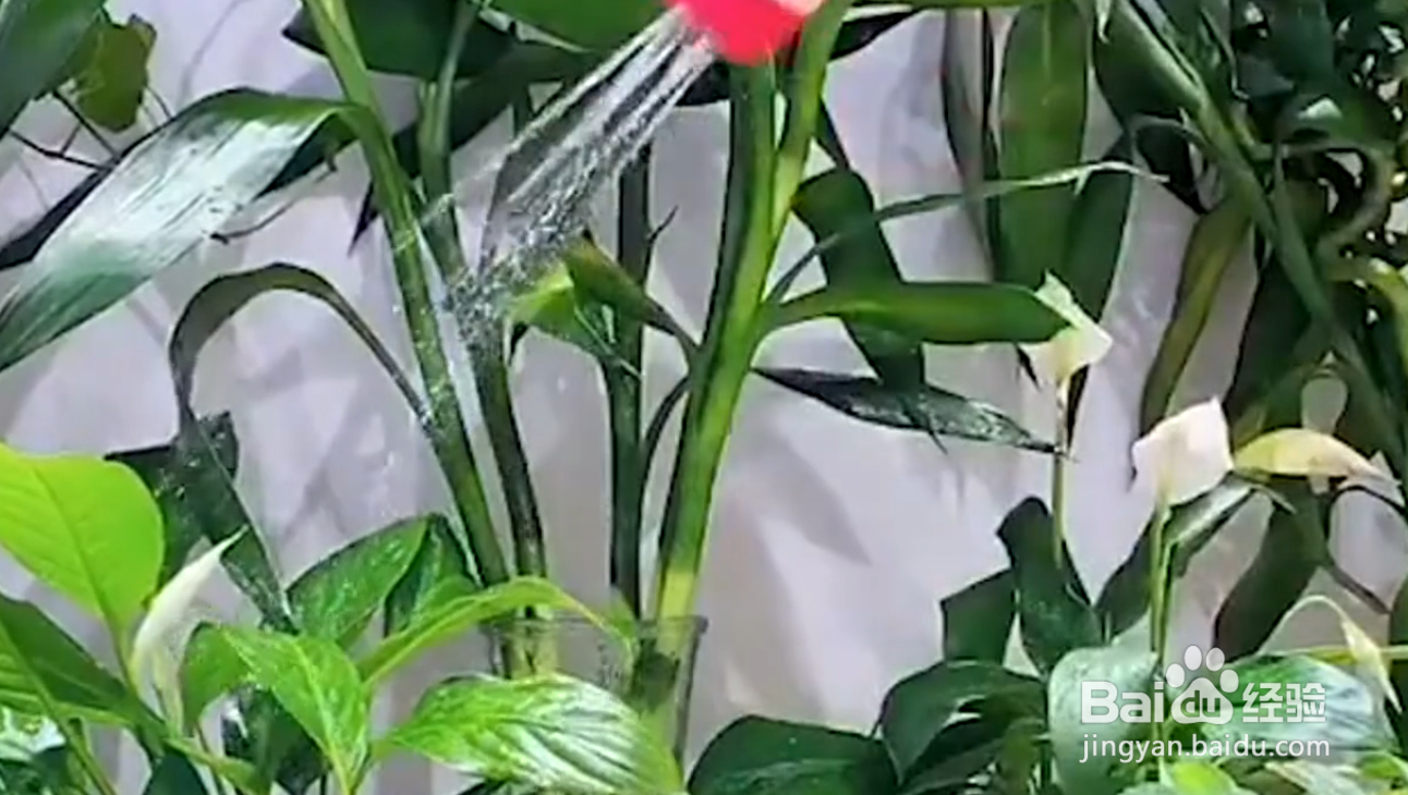 如何自制植物驱虫液？