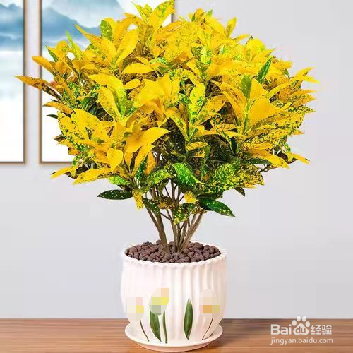 黄金树的养殖方法和注意事项