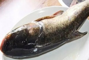 如何做手工鱼丸