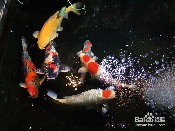 为你的爱鱼,搭配专属鱼池过滤器