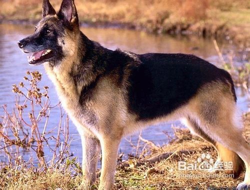 如何快速训练一只乖乖的狗狗