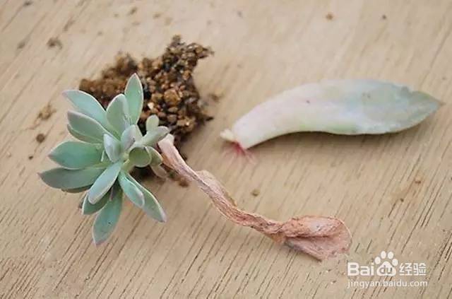 冬天多肉叶片扦插方法