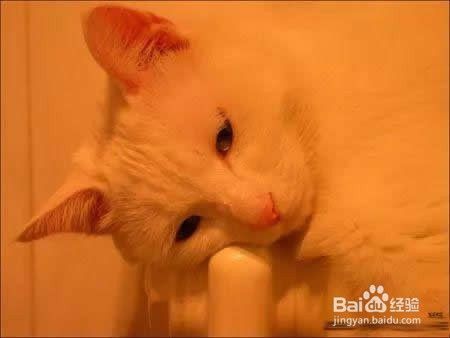 Photoshop调整偏色猫咪照片