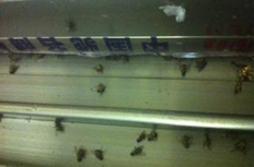 家里苍蝇多怎么处理