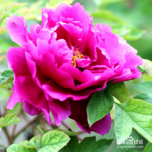 牡丹不开花应该怎么办？