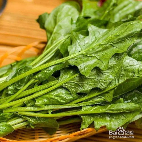 怎么在家盆栽菠菜