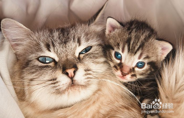 照顾怀孕期间的猫咪有哪些注意事项？