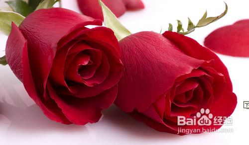 补气补血——四种养颜小酒