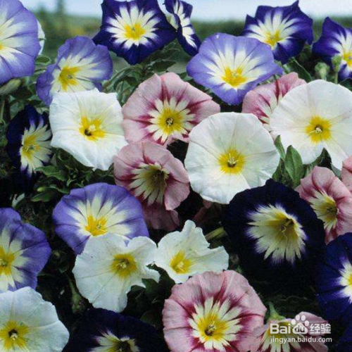 三色旋花种植方法有哪些？