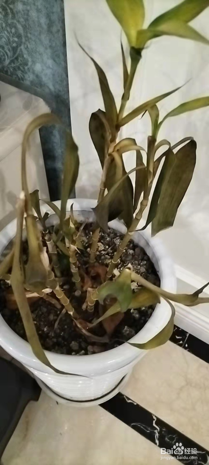 冬季富贵竹黄叶怎么办