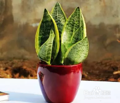 教你如何养好花花草草